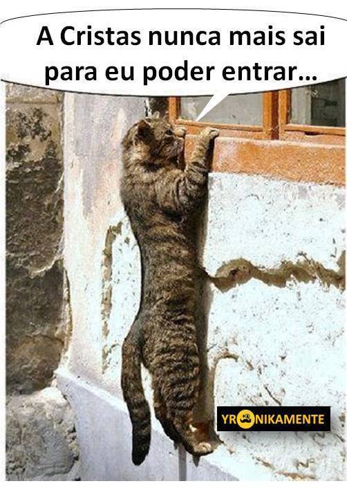 o gato da cristas.jpg